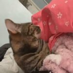 cat to rehome in Birmingham