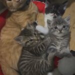 3 Beautiful Kittens in Rotherham
