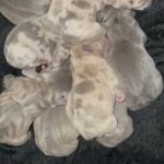 Merle French bulldog Puppies For Sale in Rotherham