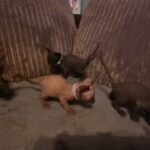 TICA registered sphynx kittens available in Salford