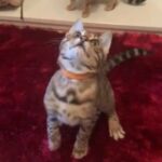 ?CHILLED OUT SWEET CHATTY PEDIGREE BOY? in Birmingham