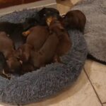 adorable smoth haired miniature  Dachhund pupies LAST ONE in London
