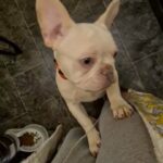 french bulldog in Wakefield