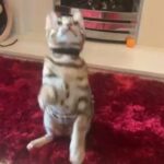 ADORABLE PURE BENGAL BOY in Birmingham
