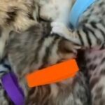 ?RARE PEDIGREE PURE BENGALS DAD RUSSIAN IMPORT? in Birmingham