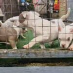 American pocket/micro bully in Rhondda Cynon Taf
