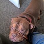 chocolate tri pocket bully in Kirklees