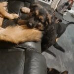German shepherd puppies in London