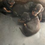 4 Dobermann Puppies in Birmingham