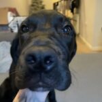 Cane corso Pup in London