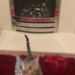 ??PEDIGREE CHATTY BENGAL BOY READY TO GO in Birmingham