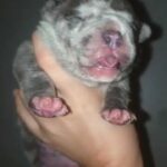 extreme pocket bully puppies in Hartlepool