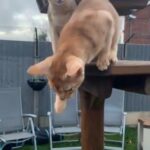 Silver Sorrel Abyssinian Kitten £1500 in Lincoln