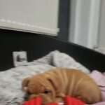 Exotic Pocket Bully Puppies for Sale in Birmingham