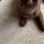 Last One Chocolate Boy BSH British Shorthair in Sefton