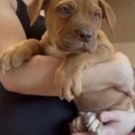 Dogue De Bordeaux in Telford and Wrekin
