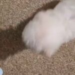 bichon Frise in South Lanarkshire