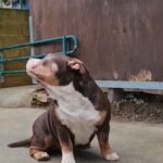 Cioco Tricolour American Bully Pocket Puppy in Luton