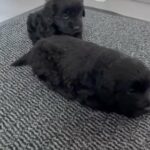 Cockapoo Puppies in Birmingham