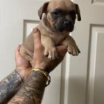 Female American Pocket Bully in Walsall