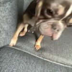 Beautiful French Bulldog in London
