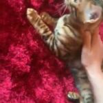 Bengal Boy in Birmingham