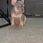 French Bulldog in Cheshire East