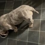 Last Pocket Bully Pup From Litter Of 9 in Sheffield