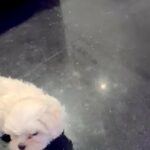 Korean maltese  Kc in Coventry