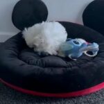 Korean Maltese Puppy Kc in Coventry