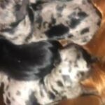 Miniature Dachshund in Edinburgh