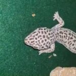 Male Leopard Gecko With Full Set Up in East Dorset