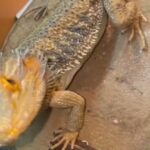 Male Bearded Dragon With Full Set Up in East Dorset