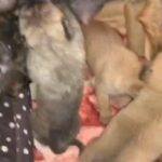German Bandogge Puppies in London