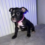 male pocket bully 1 left in Coventry