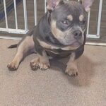MALE MICRO BULLY AVAILABLE in Blackburn