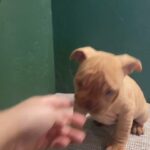 Female Pocket Bully Puppy for Sale in Birmingham