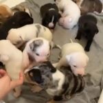 American Pocket Bullys For Sale!!! in London