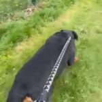 Kc Registered Pedigree Female in London