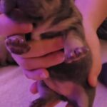 French bulldog puppies in Leicester
