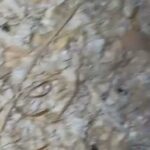 8 Week Old Male Guinea Pigs in East Dorset