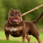 American Pocket Bully Females in Blackpool