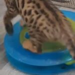 Gorgeous Spotted Female Bengal Ready To Go in Wiltshire