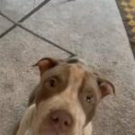 Lilac Ticked Tri Female in Guildford