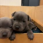 Blue Staffordshire Bull Terrier Puppies, KC Registered Staffy Pups in Craigavon