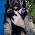 Stunning Tri Bernedoodle Pups Bernese x Poodle in Aberdeenshire