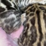 3 BENGAL KITTENS READY FOR NEW HOME in London