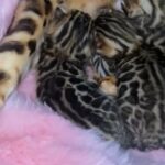 BENGAL PURE BREED KITTENS READY FOR NEW HOME in London