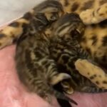 3 BENGAL PURE BREED KITTENS READY TO GO in London