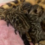 BENGAL PURE BREED KITTENS READY TO GO in London